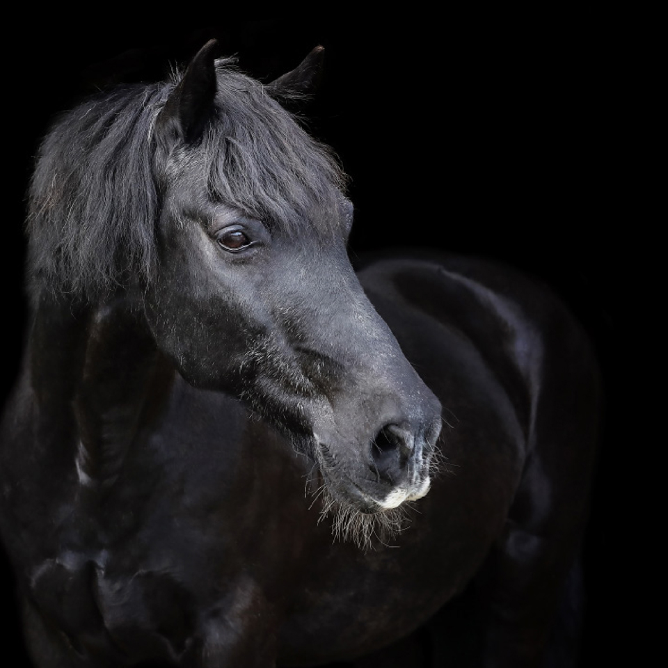 DGI_Spillers-Horse-Image-2