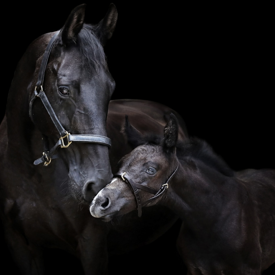 DGI_Spillers-horse-image